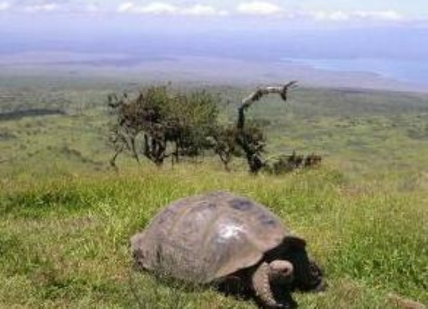 Help protect the Galapagos's unique wildlife