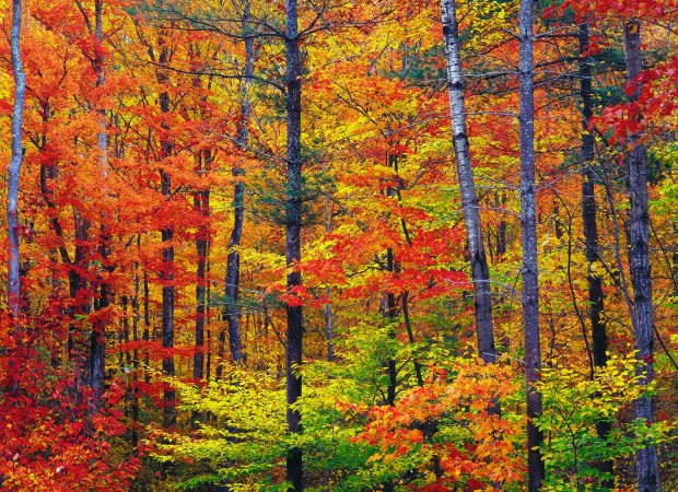 See the New England autumn foliage on a walking break