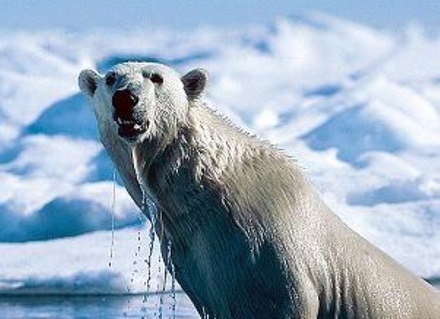 Polar bears visit Churchill each year