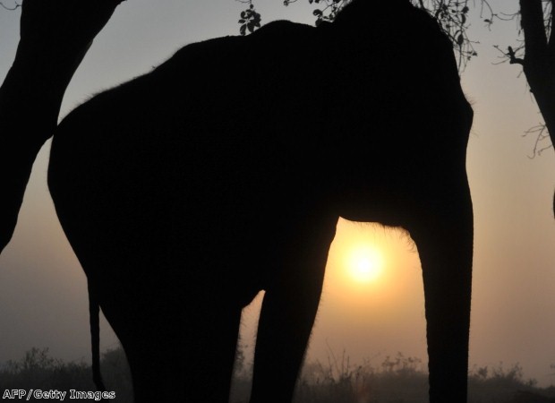 See exotic wildlife at Nepal's Chitwan Park