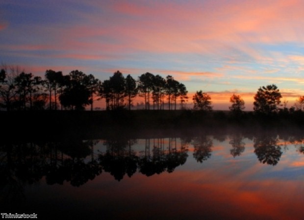 Visit the Everglades on a trip to Florida