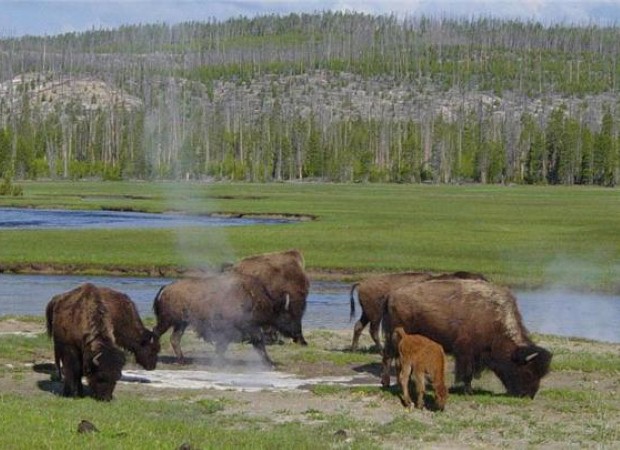 Yellowstone is a habitat for unusual wildlife