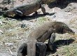 Discover Indonesia's Komodo dragons