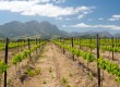 Discover South Africa's Cape Winelands