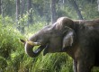 Elephants can be seen in Goa
