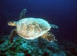 Go diving with turtles in the Seychelles