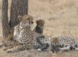 Go in search of cheetahs in Namibia