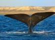 Go whale watching in South Africa