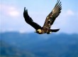 Golden eagles can be seen in France