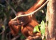 Help Malaysia's orangutans on a gap year
