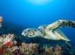 Protect the hawksbill turtle in Costa Rica