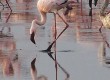 See flamingos at Coto Donana in Andalucia