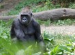 See gorillas and more in Jersey
