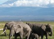 Take an African safari in 2012