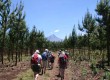 There are many plant species on Kilimanjaro