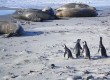 There is lots of wildlife in the Falklands