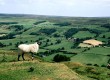 What makes the North York Moors so special