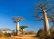 Where to go to see the world's strangest trees 