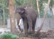You can see Asian elephants in Goa