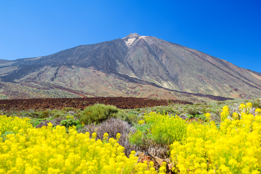 Teide volcano peak with yellow flowers in the foreground, Tenerife island, Spain.